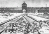 The Auschwitz Albums