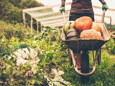 Organic food: Hype or Hope?
