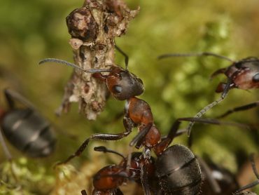 Attenborough and the Empire of the Ants