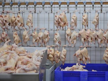 The Trouble with Chicken