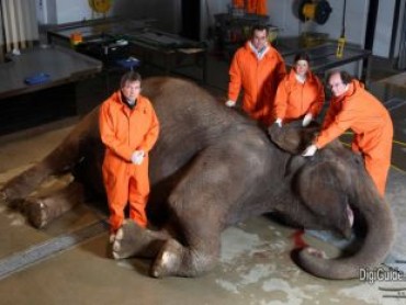 The Elephant: Inside Nature’s Giants