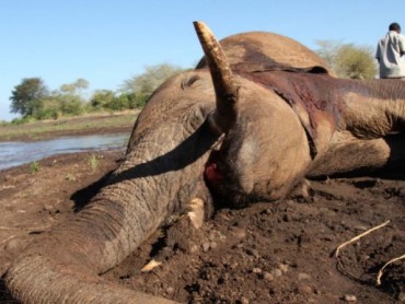 The Elephant: Life after Death