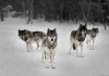 Wolf Pack